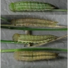 tr phryne larva5 volg3